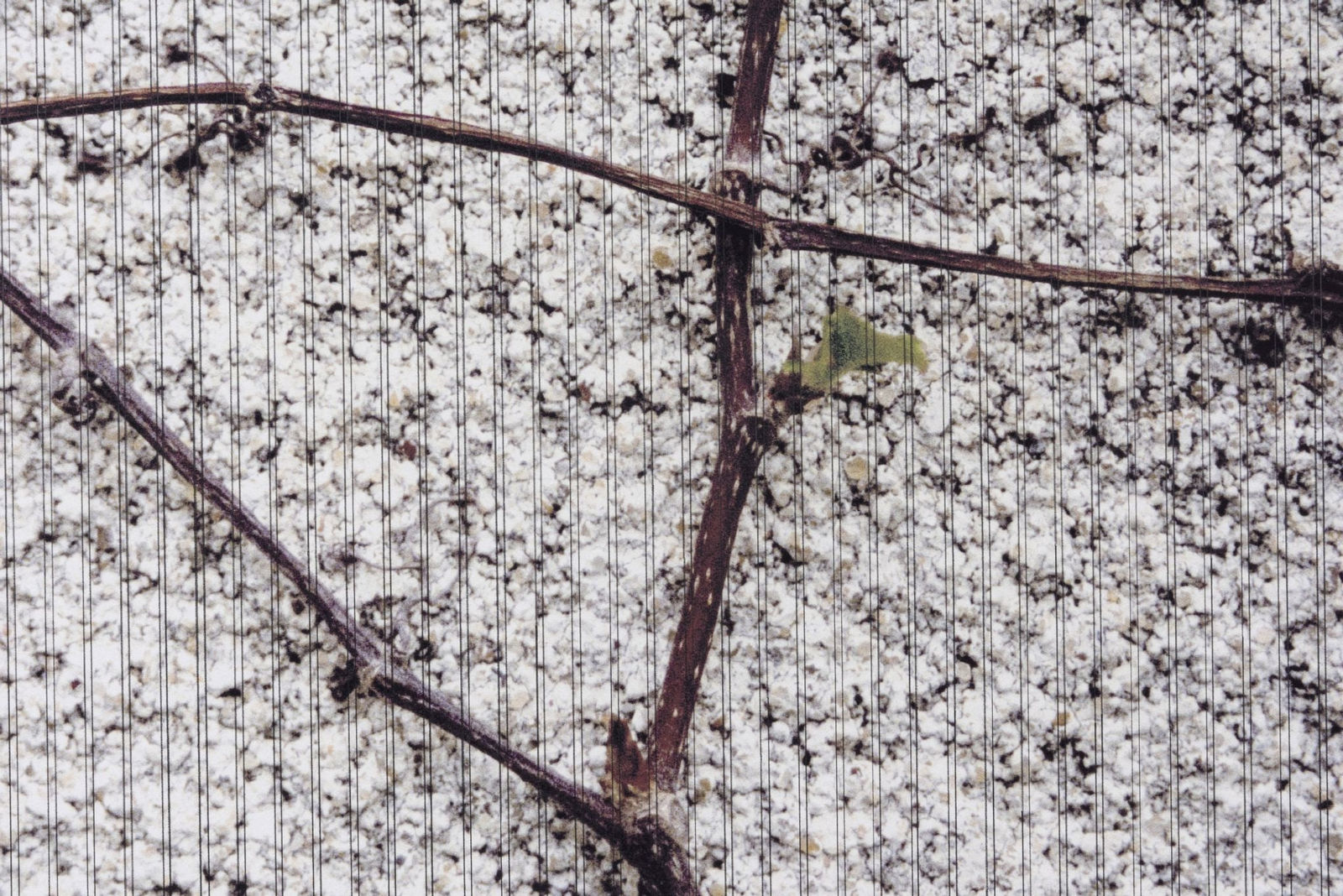 Linda Ridgway, O’er ruined fences the grape-vines shield, 2022