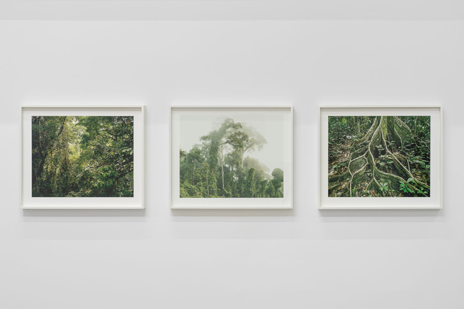 Olaf Otto Becker, Primary Forest 18, Roots, Malaysia 10/2012, 2012