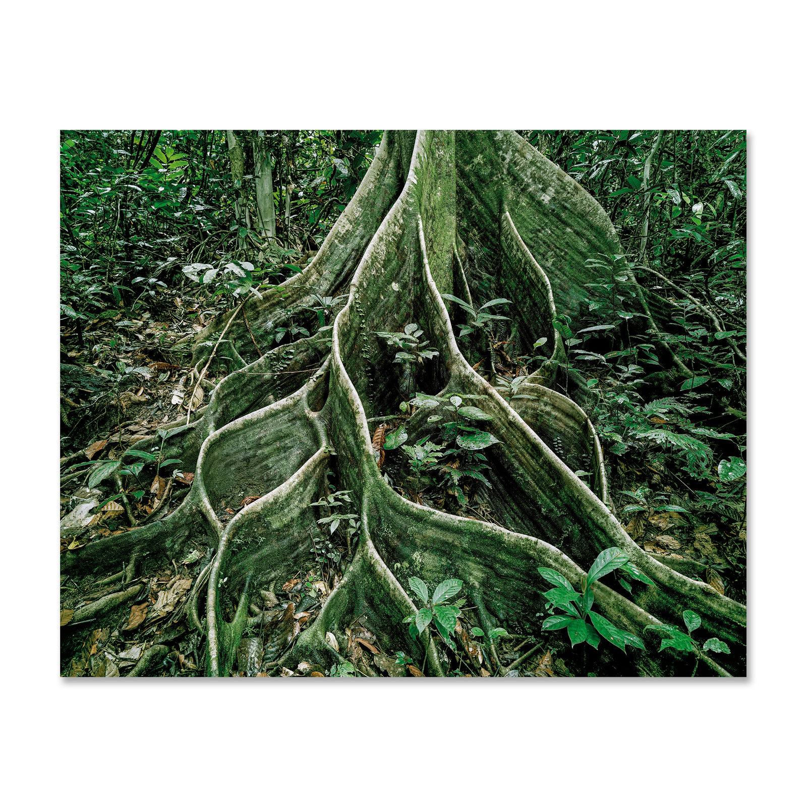 Olaf Otto Becker, Primary Forest 18, Roots, Malaysia 10/2012, 2012