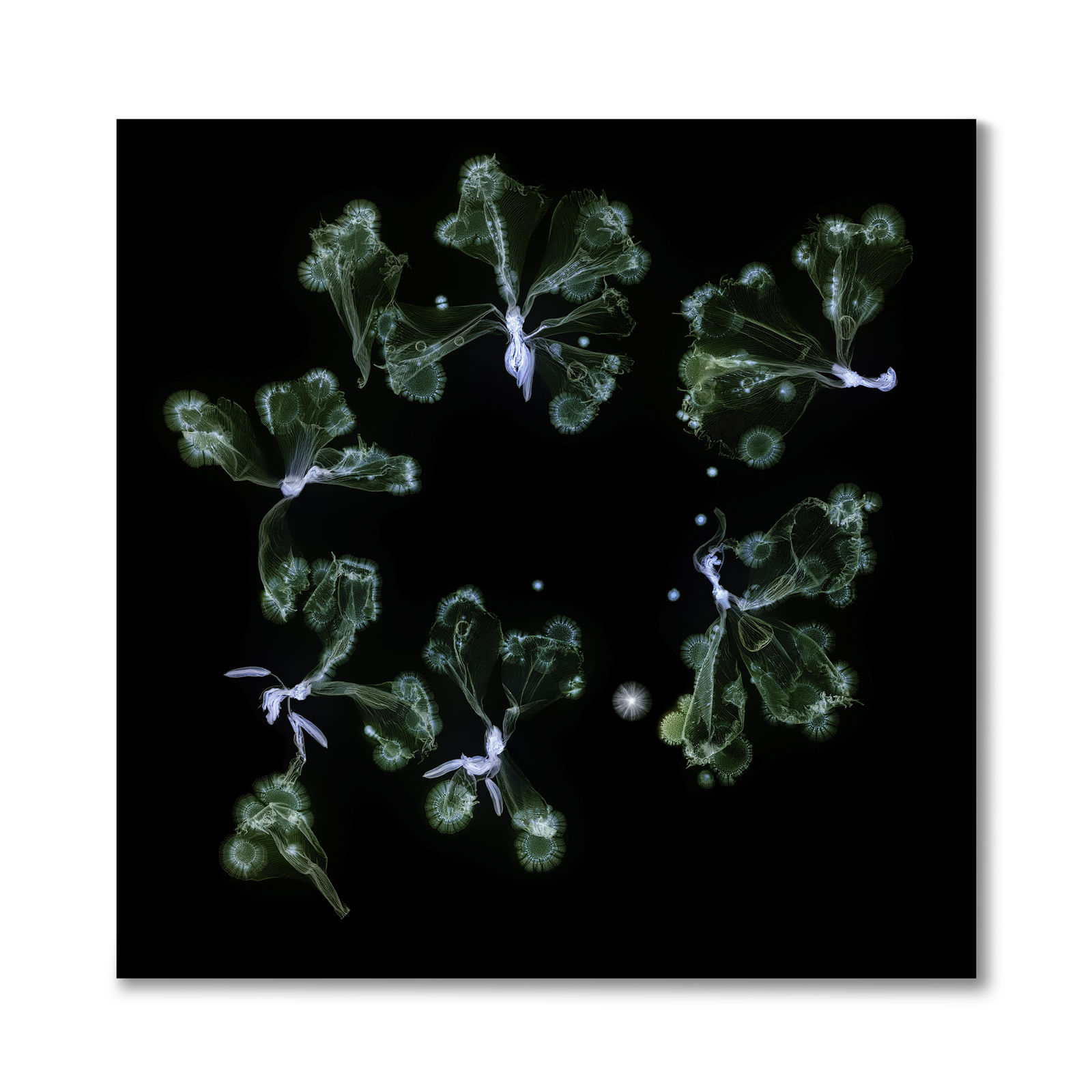 Kathrin Linkersdorff, Microverse III / 1 - 4 , 2025