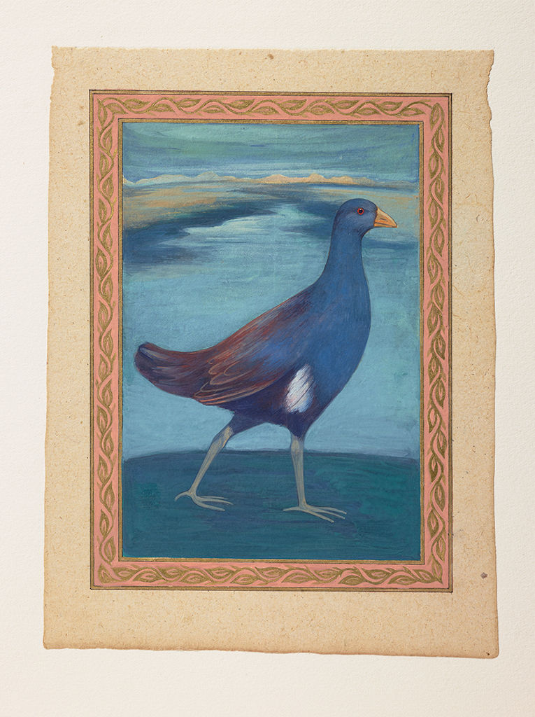 Sue Lovegrove, Tasmanian Native Hen, Gallinula mortierii, 2015