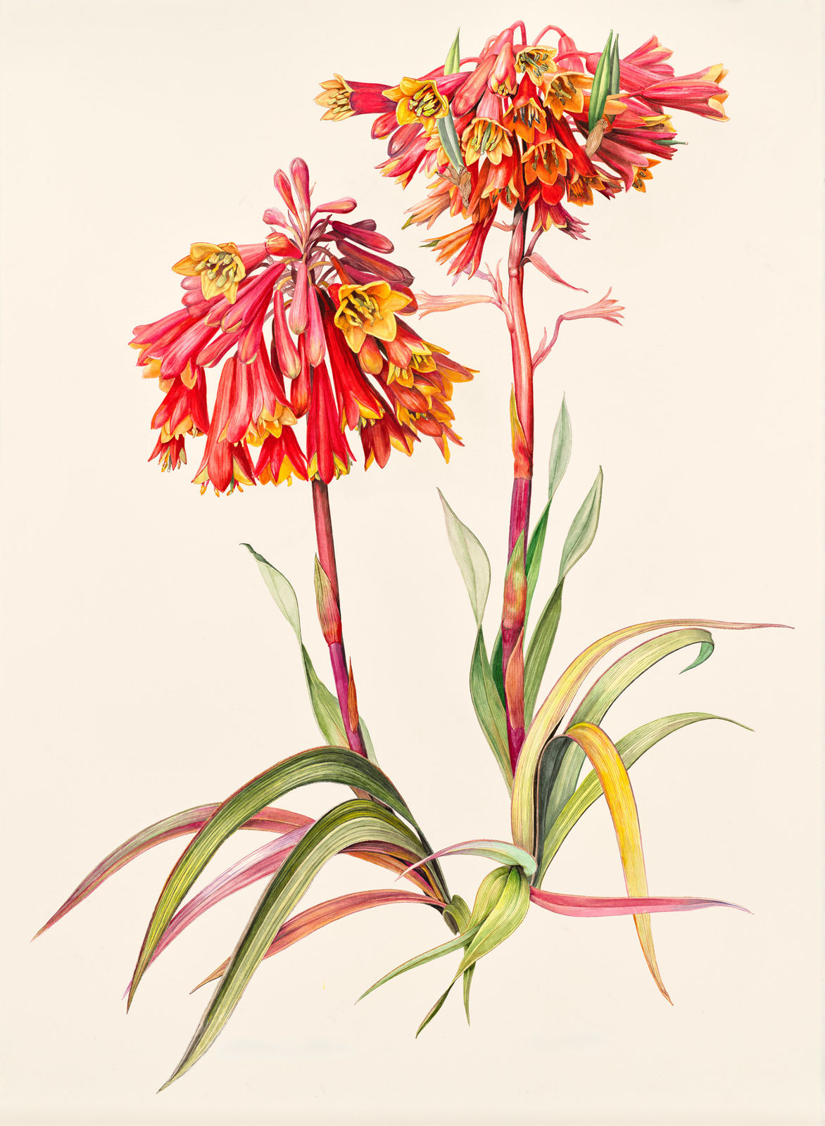 Lynne Uptin, Blandfordia punicea 84.5 ma : Tasmanian Christmas Bells, 2025