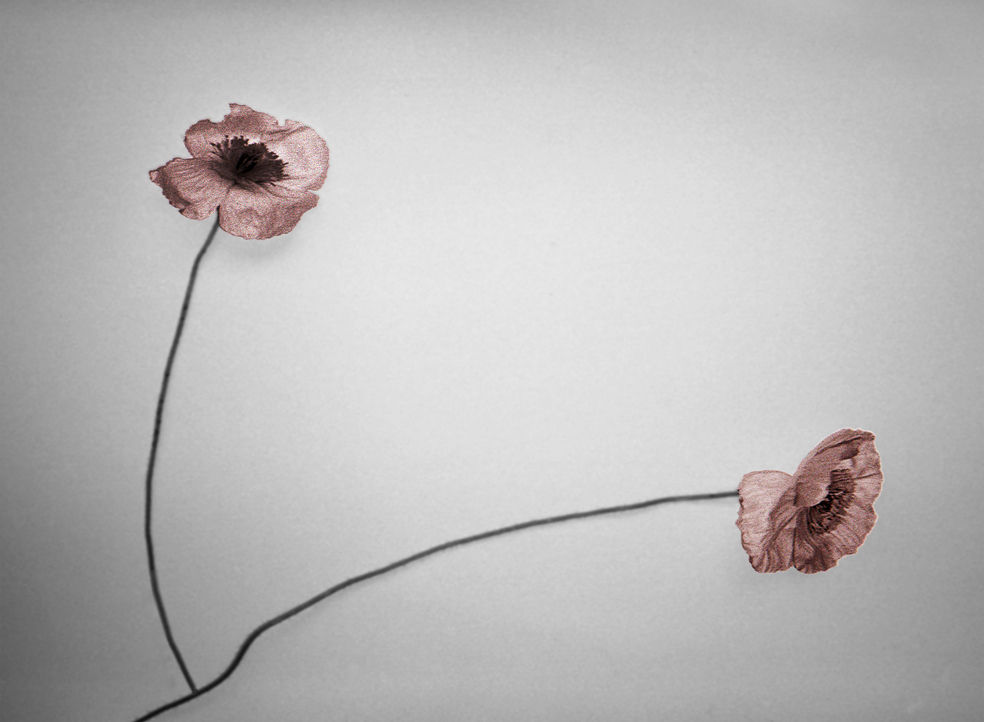 Pat Brassington, Alias, 2013