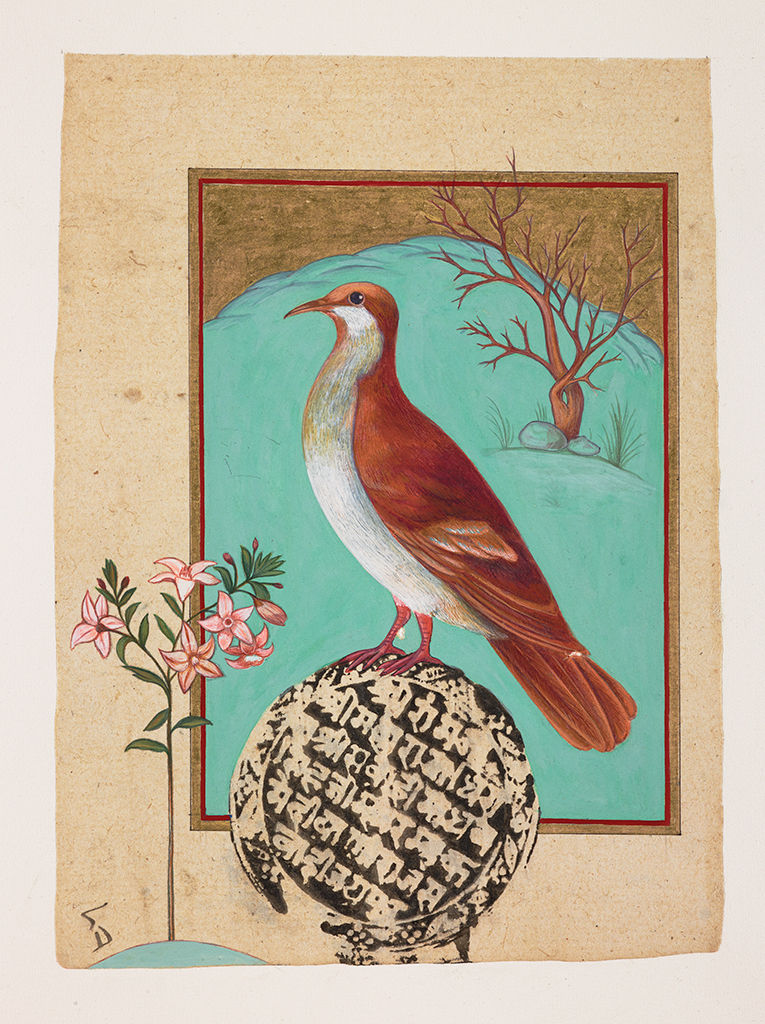 Sue Lovegrove, Brush Bronzewing, Phaps elegans, 2015