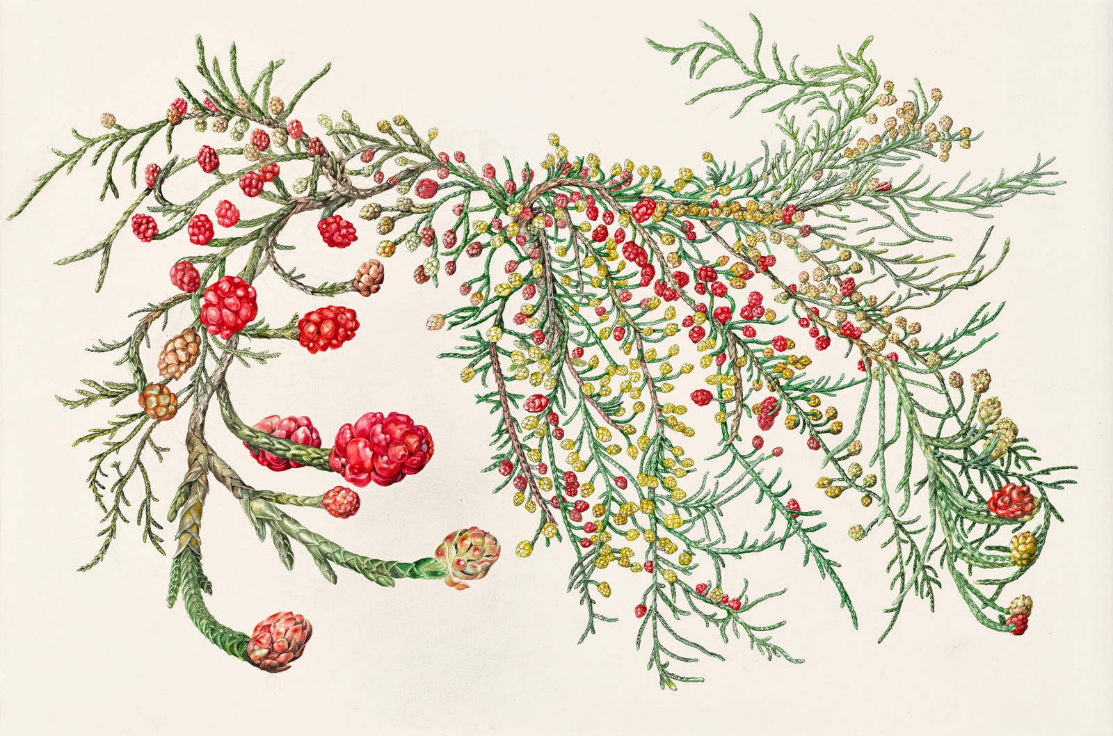 Lynne Uptin, Microcachrys tetragonis 130 ma : Creeping Strawberry Vine, 2025