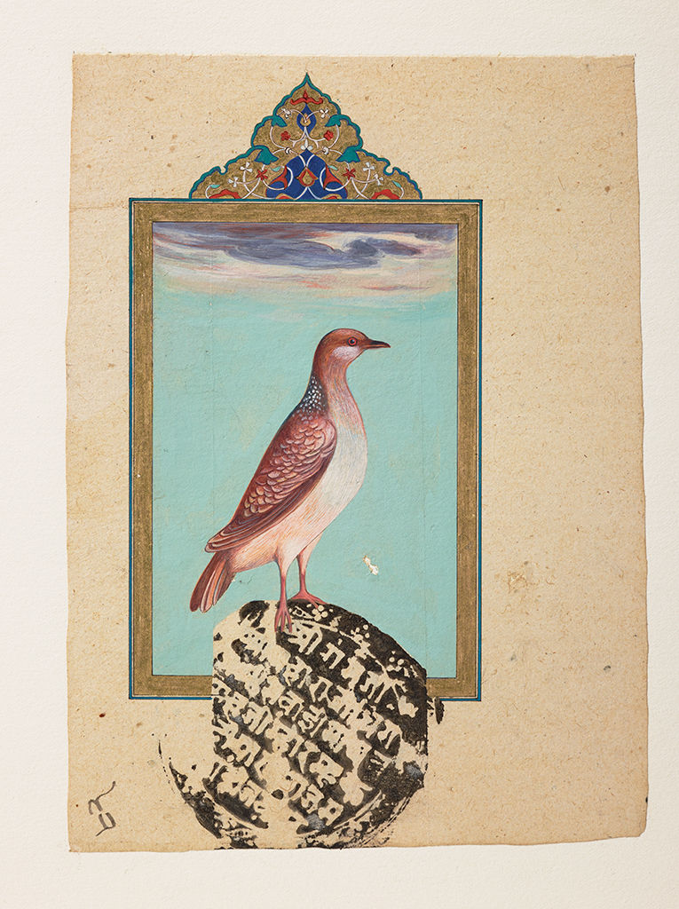 Sue Lovegrove, Spotted Turtledove, Streptopelia chinensis, 2015