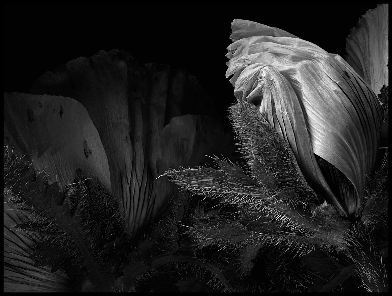 Peter Whyte, Emerging - Oriental Poppies 231, 2014