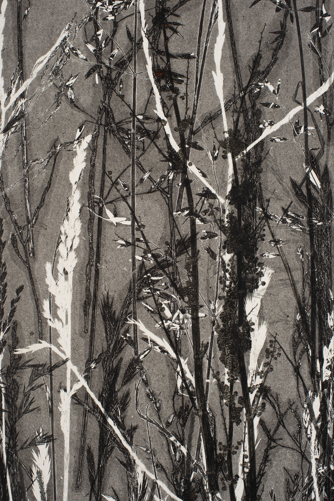 Frances Malcomson, Entangling 1, 2024