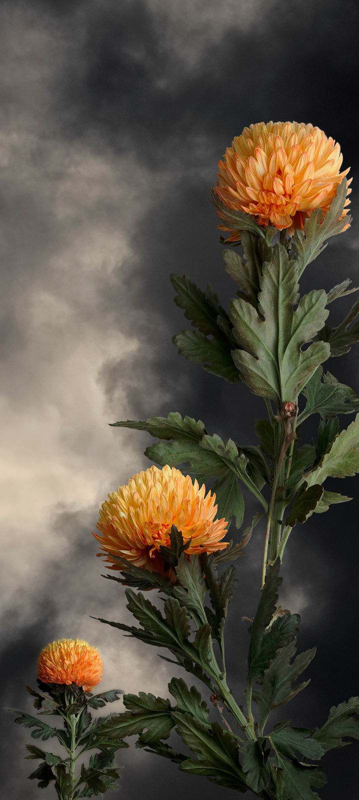 Valerie Sparks, Sanctaury Series 1 - Chrysanthemum, 2019