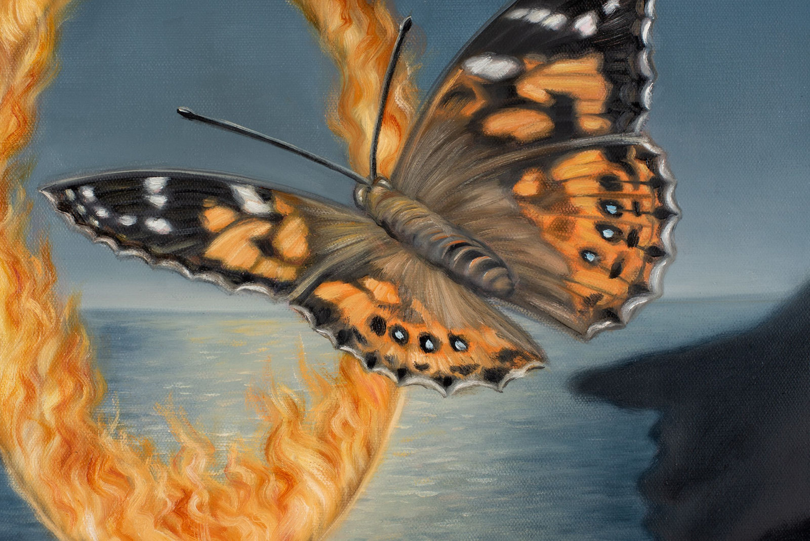 Amber Koroluk-Stephenson, Escape Artist, portrait of an Australian Painted Lady, 2023 - 2024