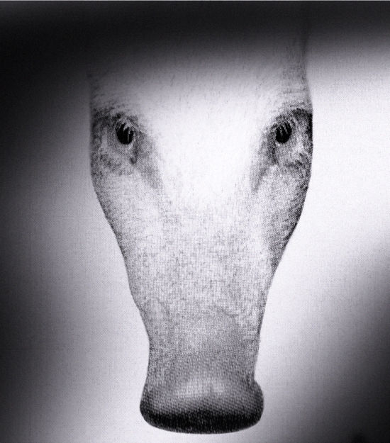 Pat Brassington, Prow, 2015