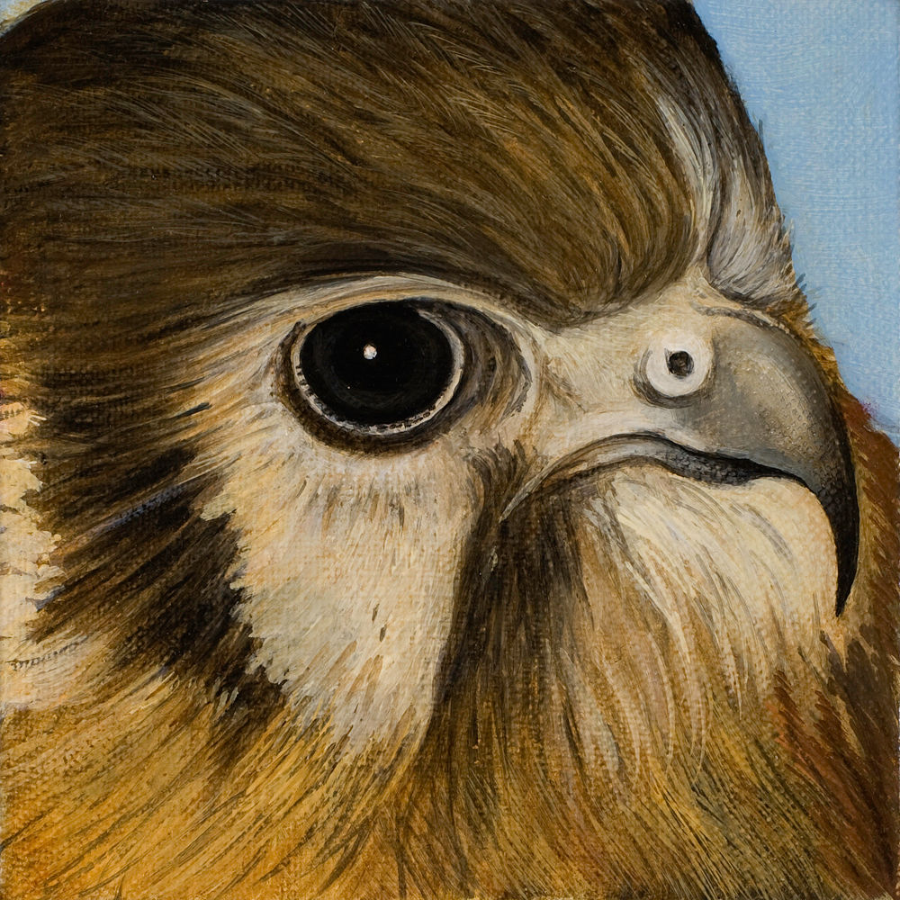 Helen Wright, Hawk Eye, 2011