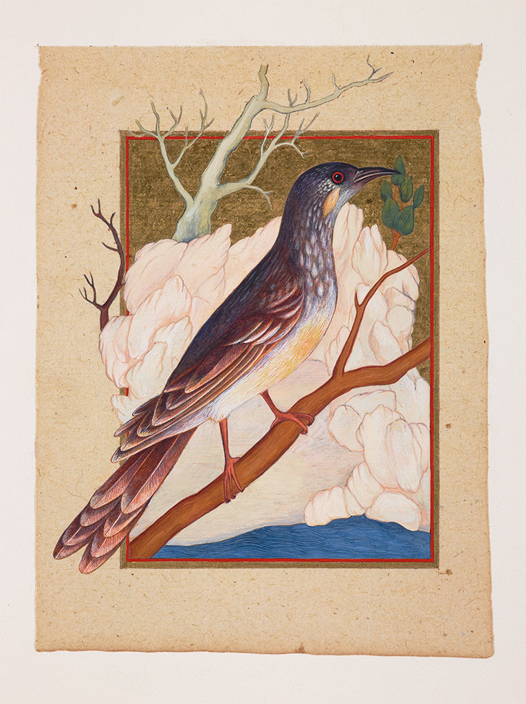 Sue Lovegrove, Yellow Wattlebird, Anthochaera paradoxa, 2015