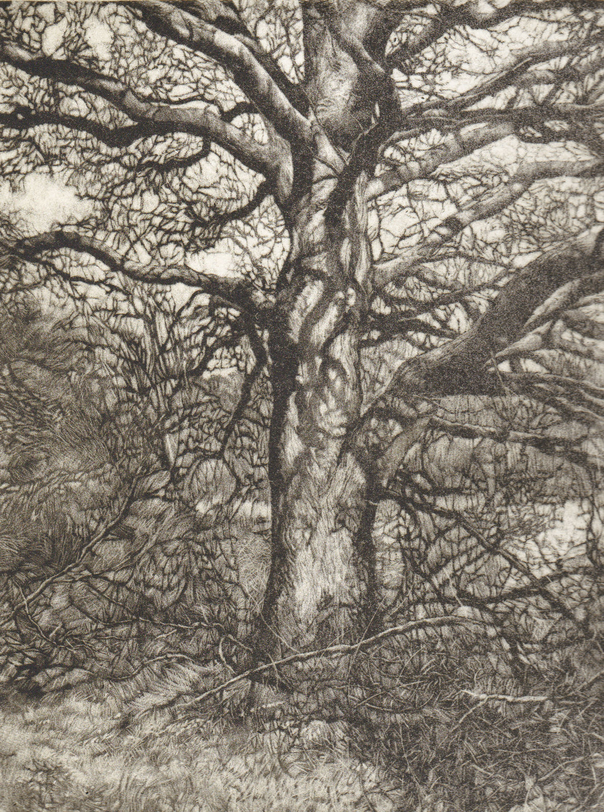 Martin Mitchell ARE, Winter Oak