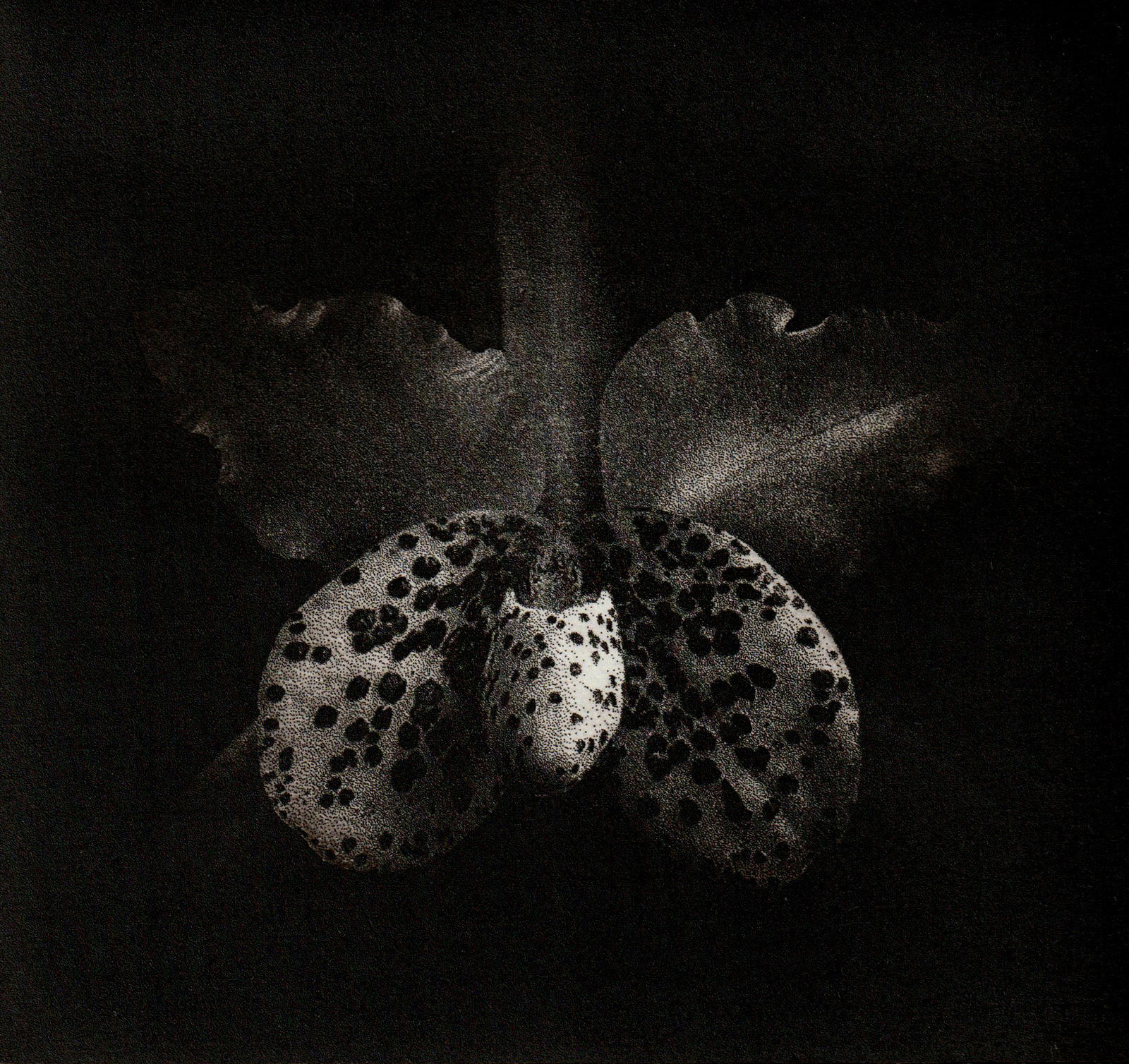 Sue Wyllie ARE, Paphiobrassaleya