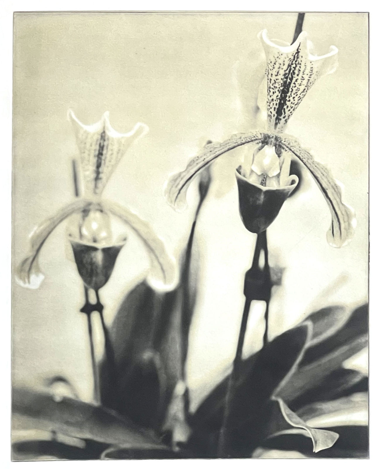 Sue Wyllie ARE, Paphiopedipodillios