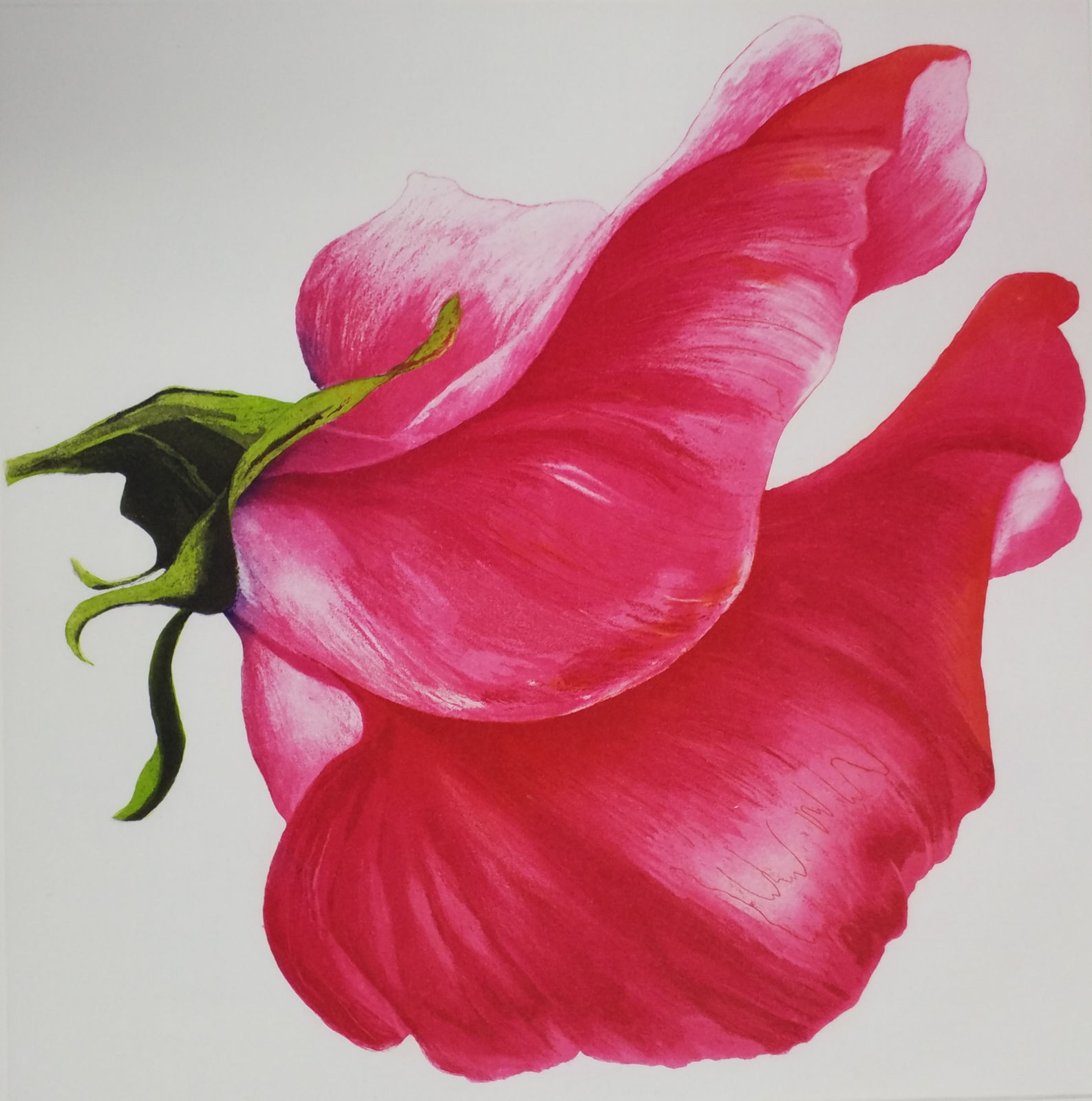 Grainne Cuffe ARE, Petal billow