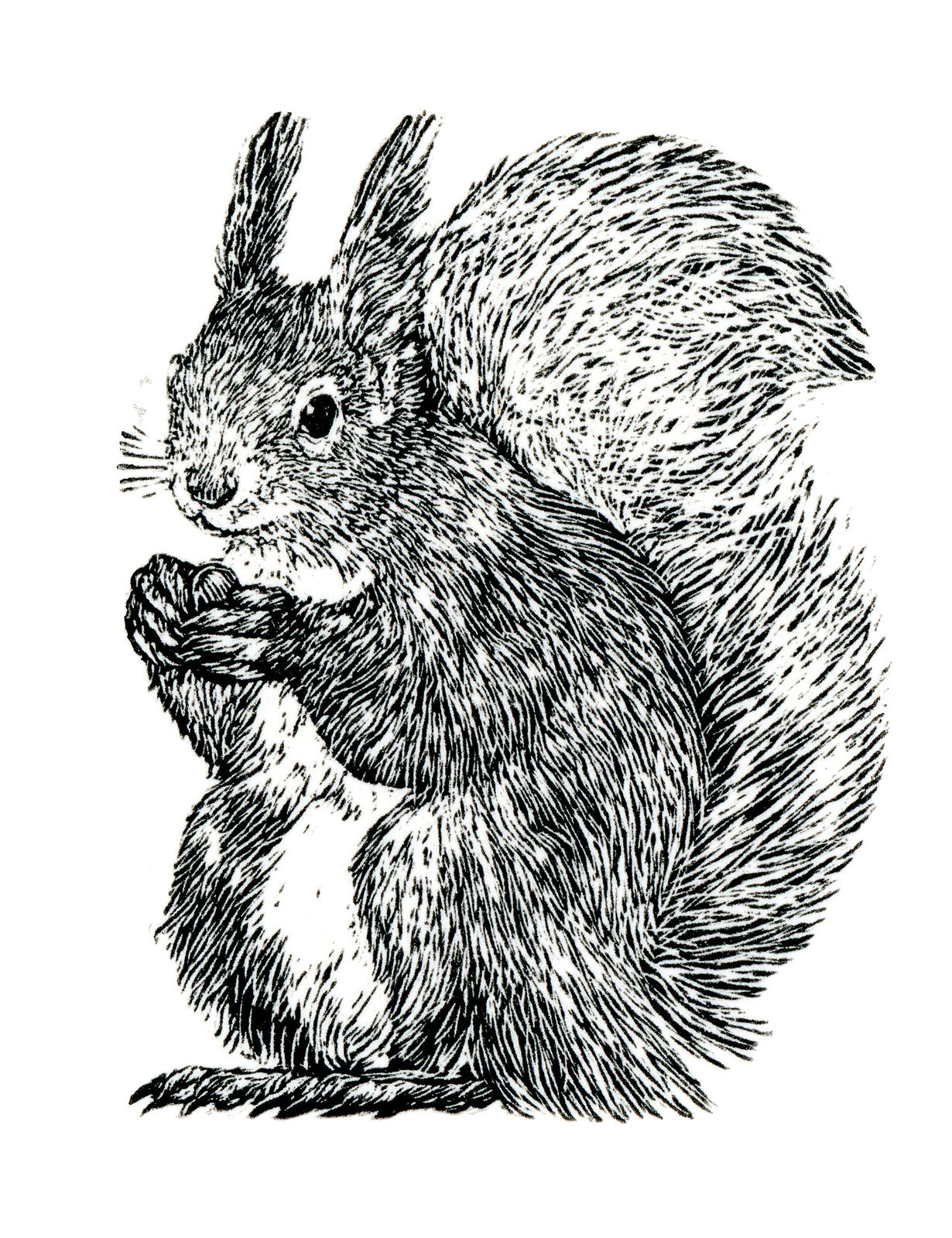 Ann Tout RE, Red Squirrel
