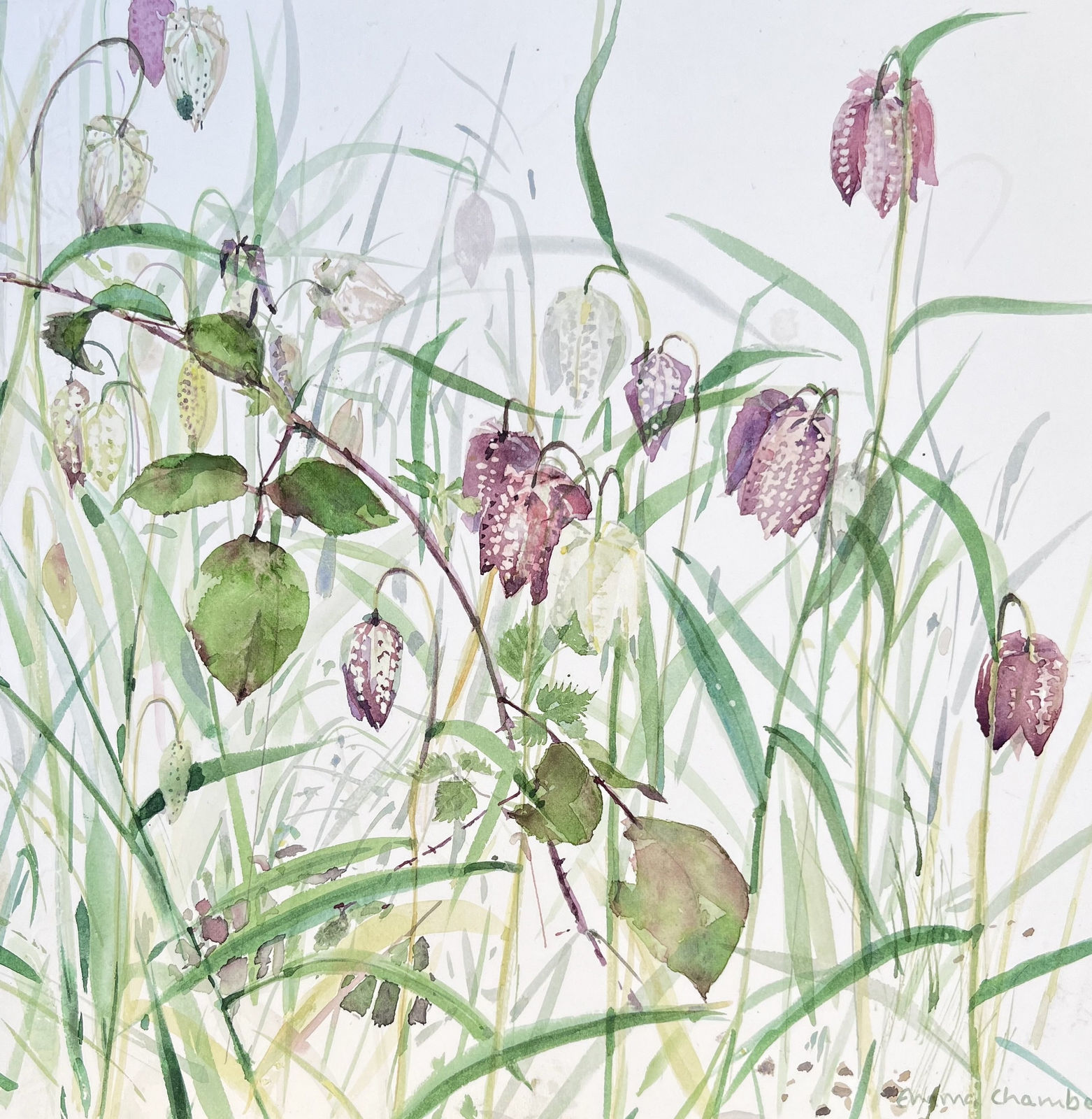 Emma Chambers RWS, Fritillary and Brambles