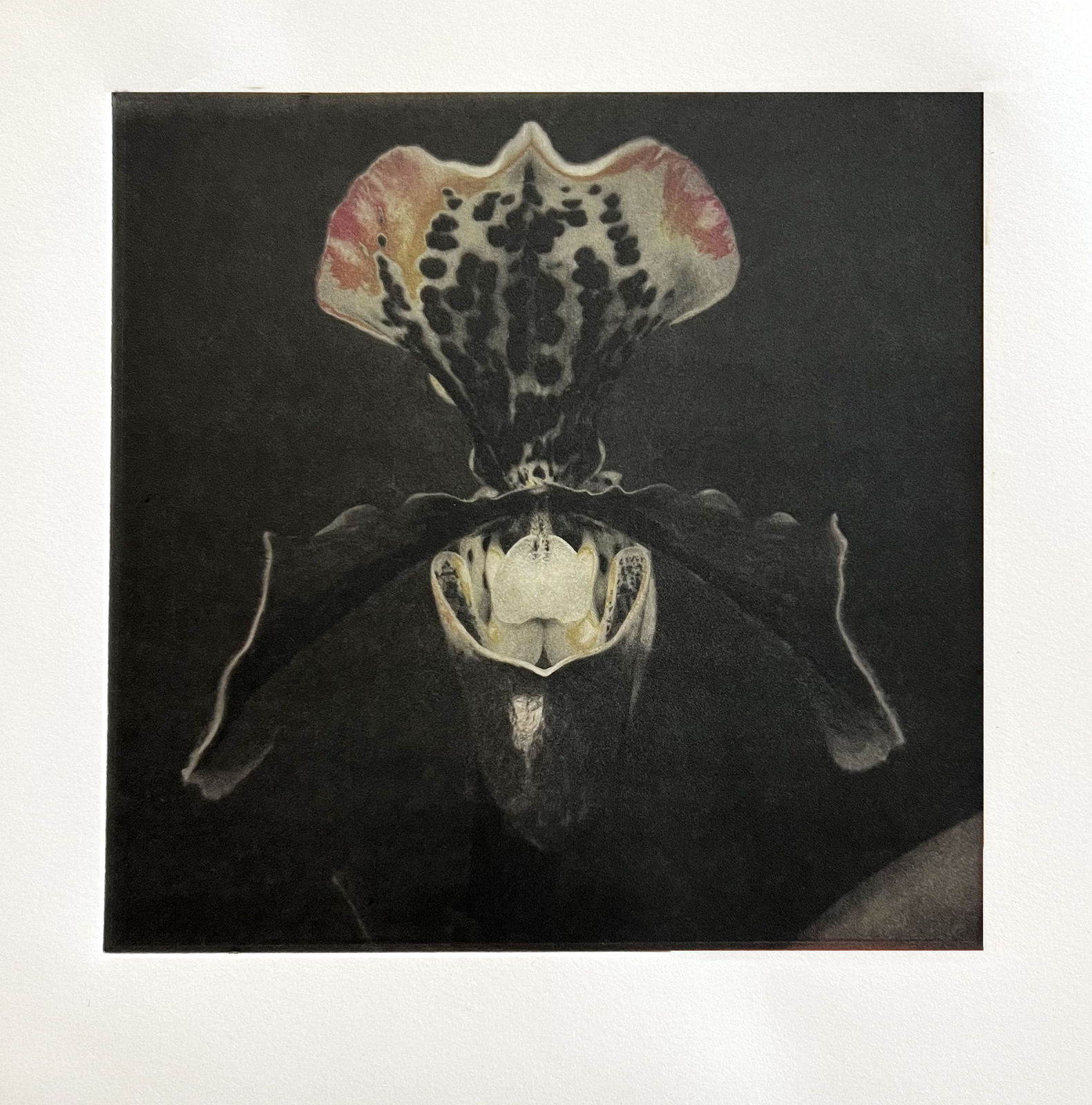 Sue Wyllie ARE, Paphiopedillillium