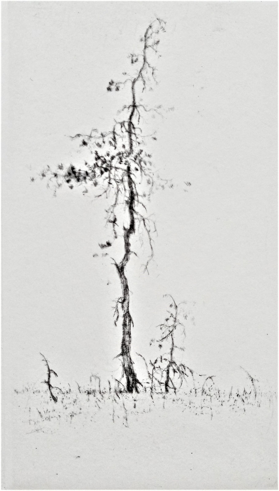 Lars Nyberg RE, A Small Pine