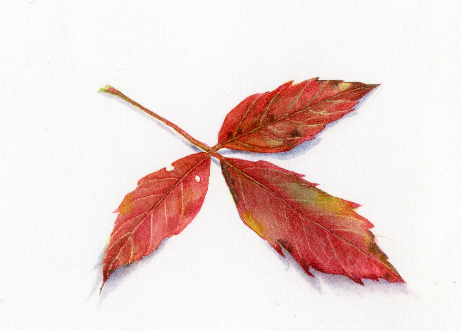 Liz Butler RWS, Autumn Leaf