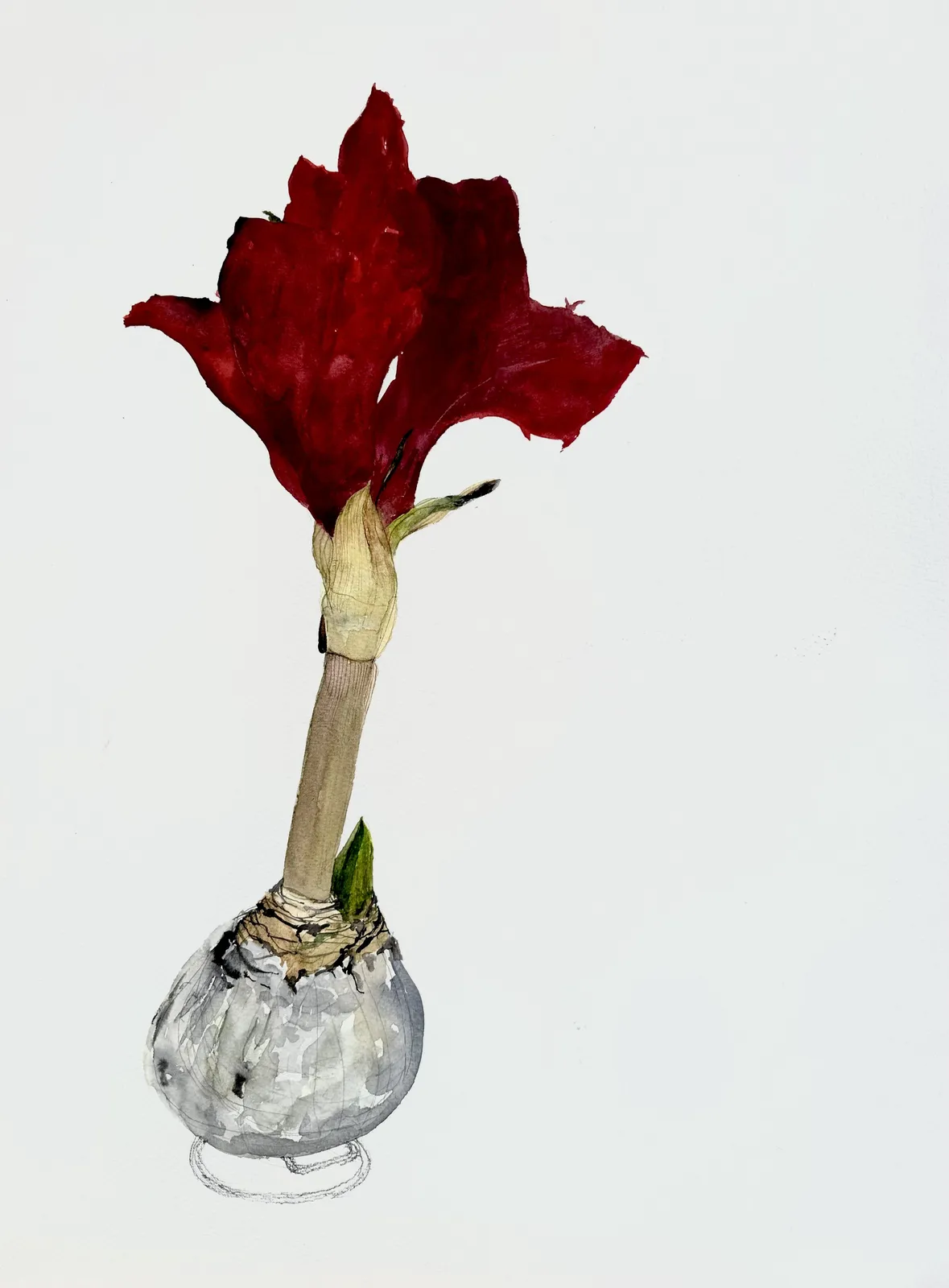 David Rees Davies ARWS, Study of an Amaryllis