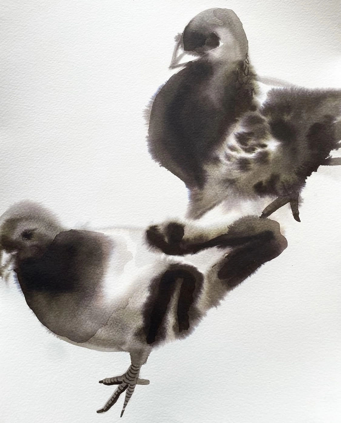 Polly Burnay, Pigeon Pathos