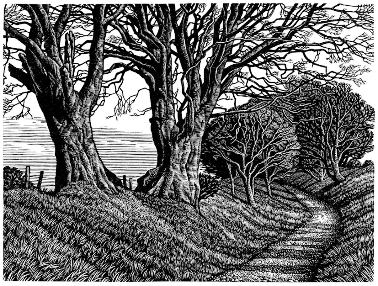 Howard Phipps ARE, Lewesdon Hill Beeches