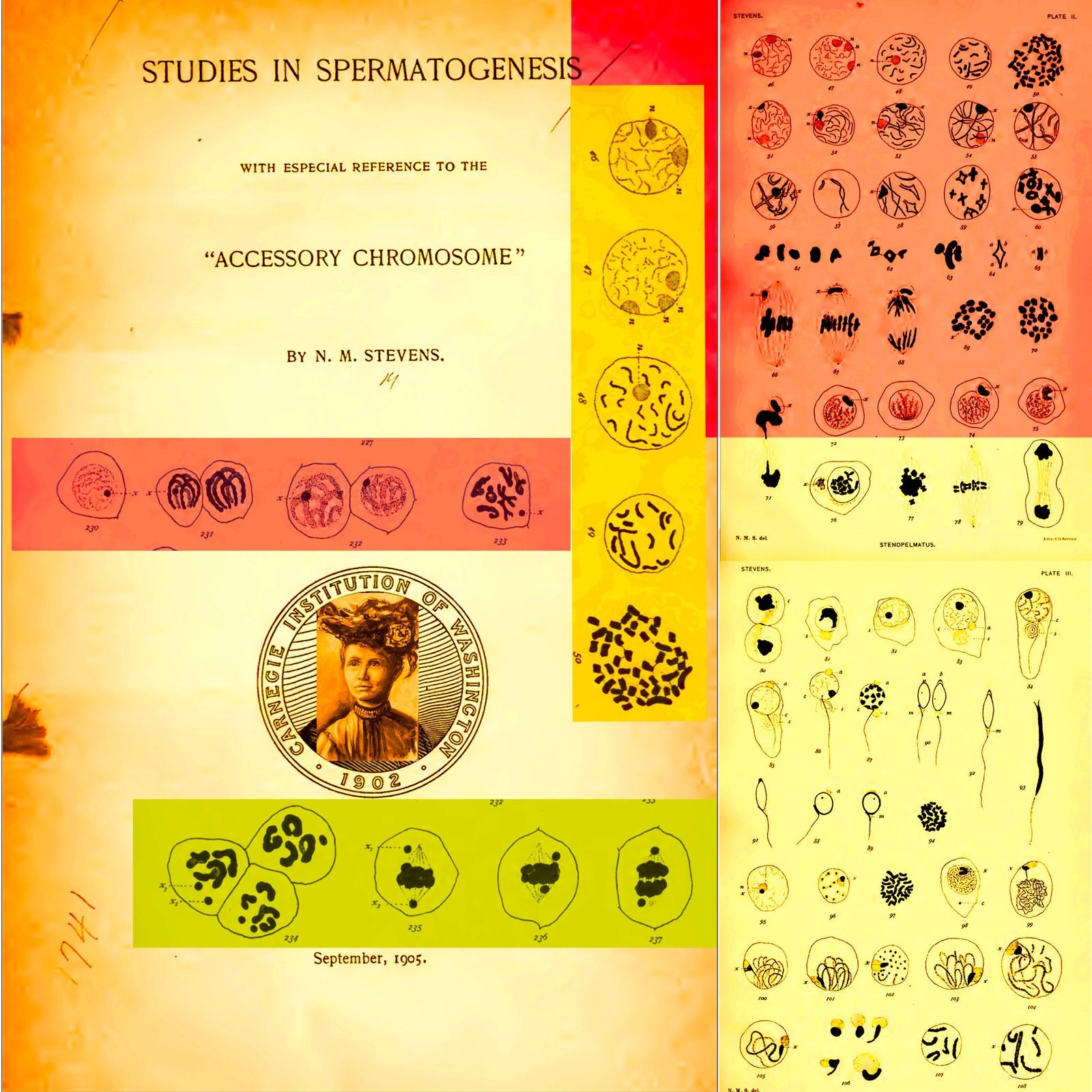 Denise Ballard-Wyllie ARE, Celebrate Unsung Science Sister Nettie Stevens 3