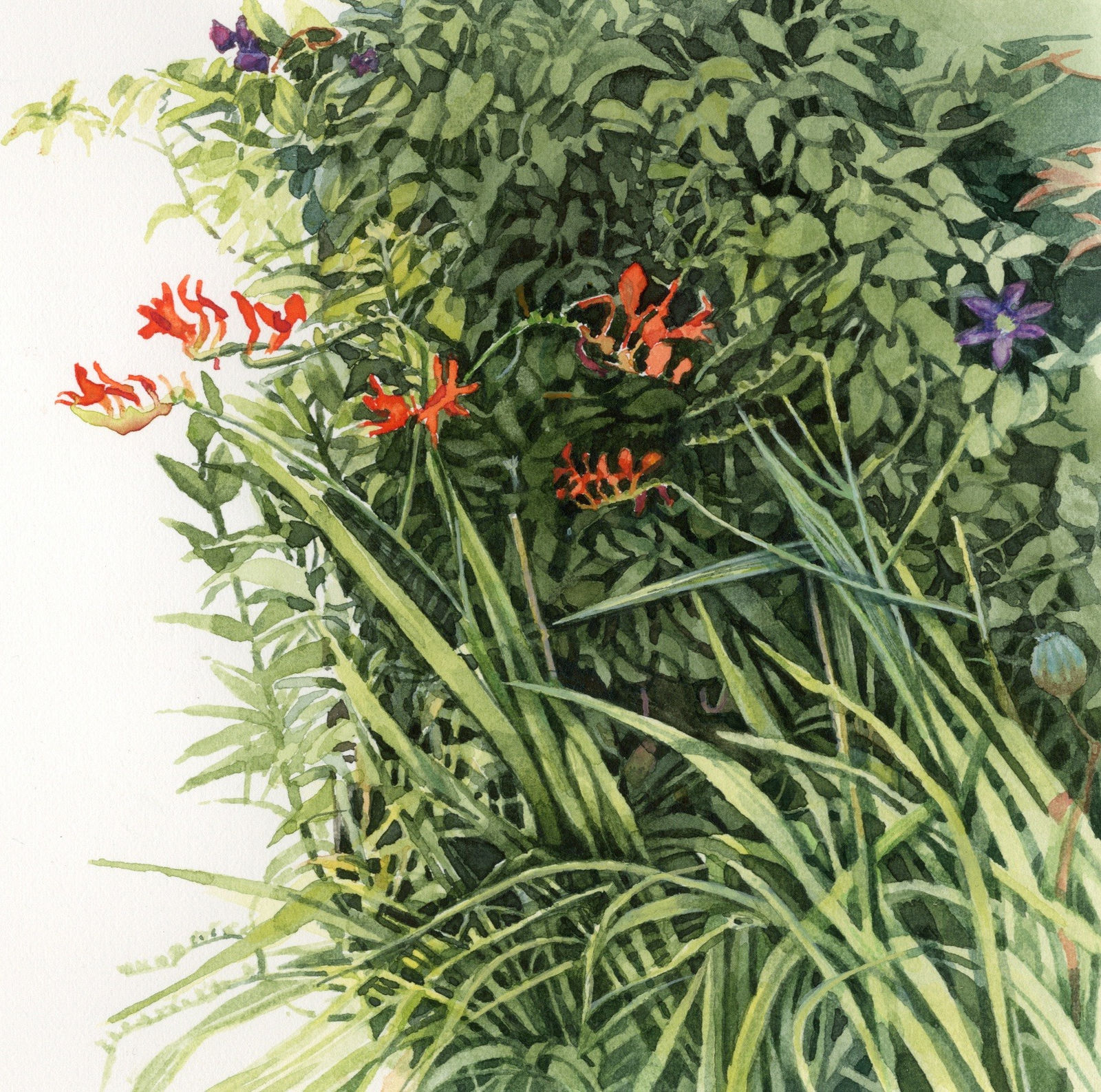 Liz Butler RWS, One of the Beds (Crocosmia and Clematis)