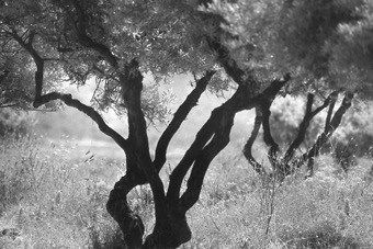 René Groebli, On Crete/Auf Kreta (#1918), 1980