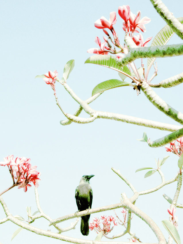 Philipp Keel, Crow, 2010