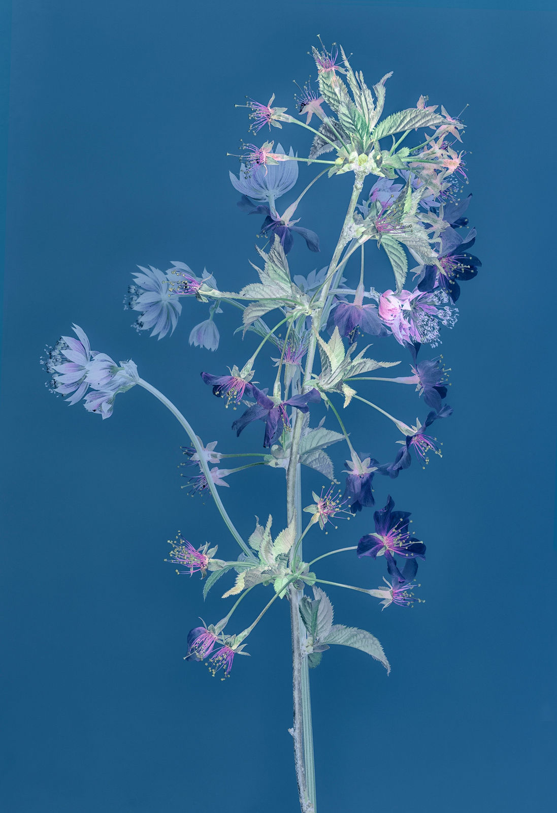 Danielle Kwaaitaal, Florilegium P245, 2021