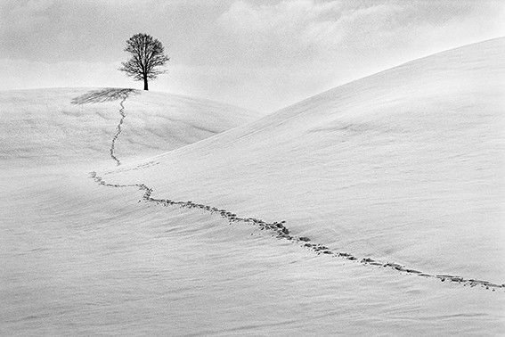 René Groebli, Traces in the snow/Spuren im Schnee (#657), Hirzel, Schweiz, 1991