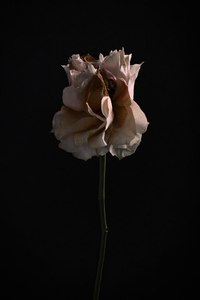 Ilona Langbroek, Rose, 2018