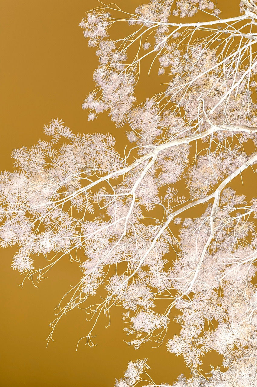 Danielle Kwaaitaal, Silverlining - White Gold, 2025