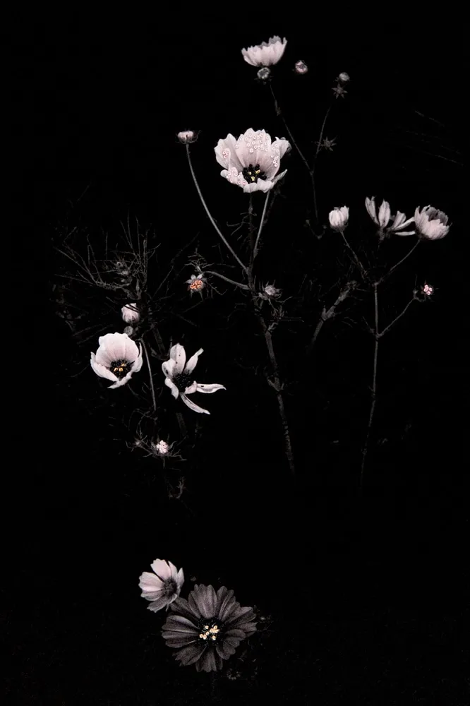 Aimée Hoving, Light pink Cosmos, 2023