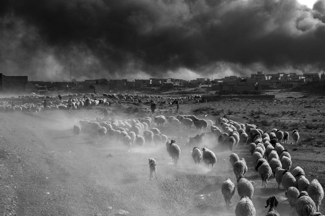 Paolo Pellegrin, People flee ISIS controlled areas carrying with them their possesions and in the case of farmers their sheep, Iraq, 2016