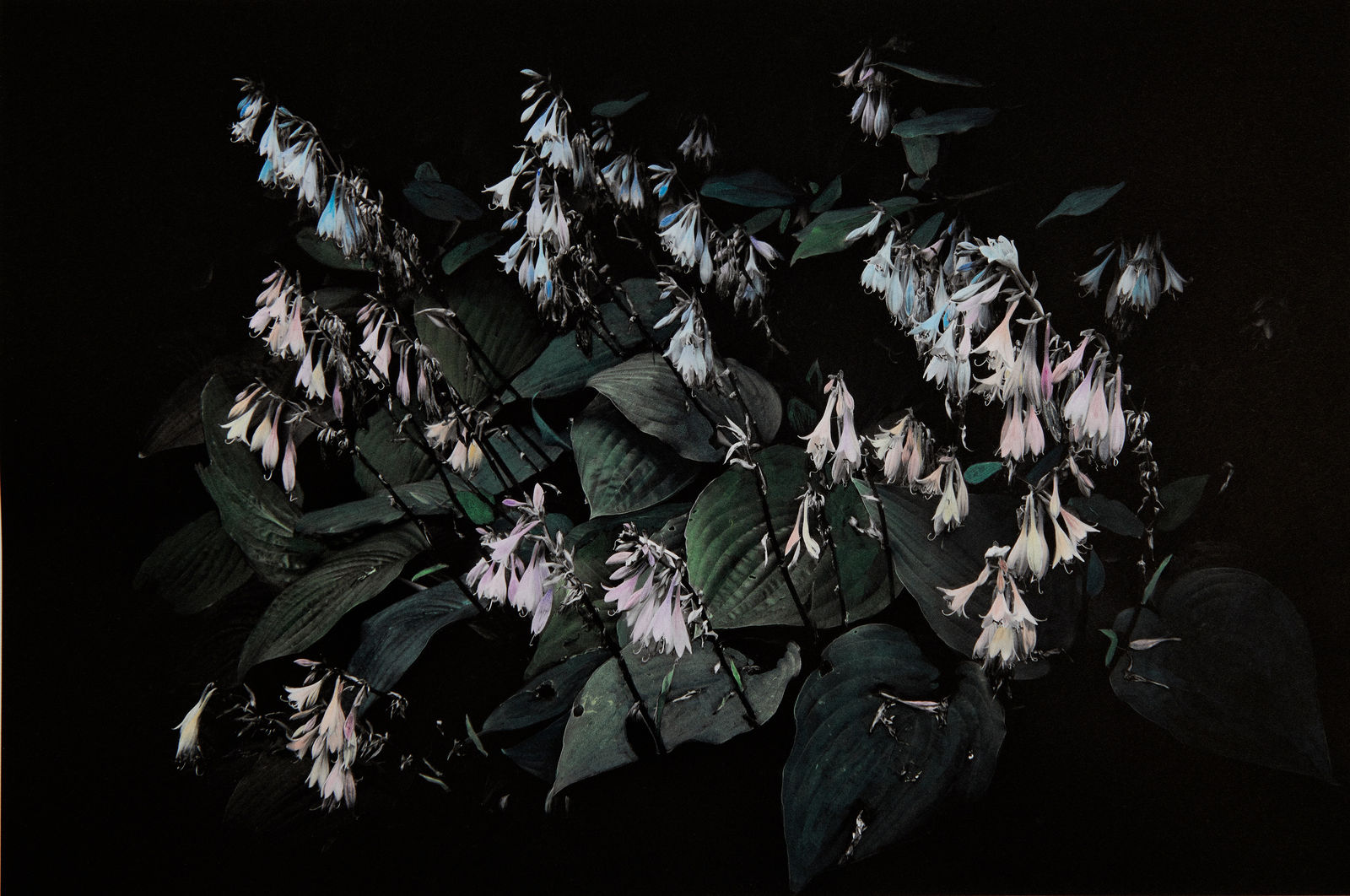 Aimée Hoving, Hosta, 2023