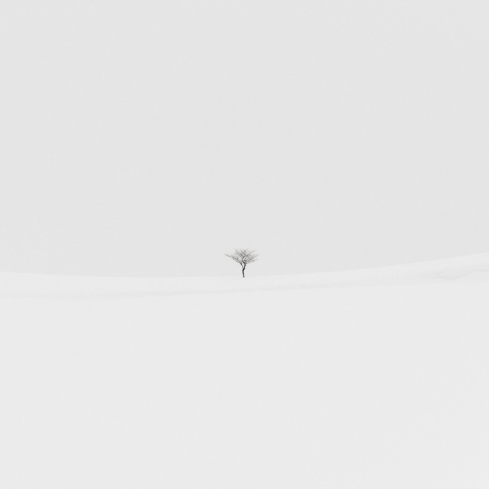 Jeffrey Conley, Tree and Ridgeline, Japan, 2025