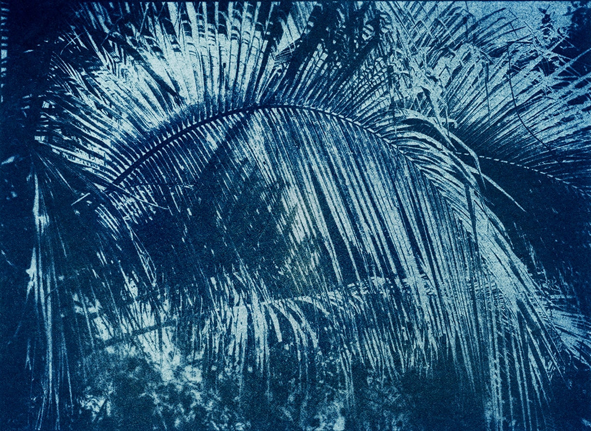 Douglas Mandry, Kerriodoxa elegans, from the series 5 minutes to the sun, 2013