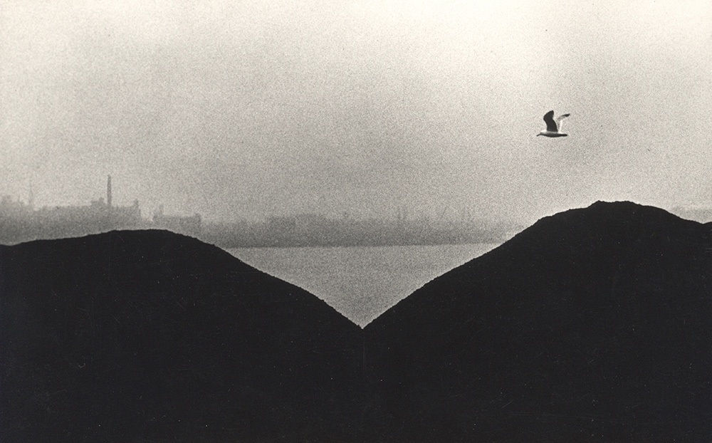 Louis Stettner, Coal Pigeon, 1952