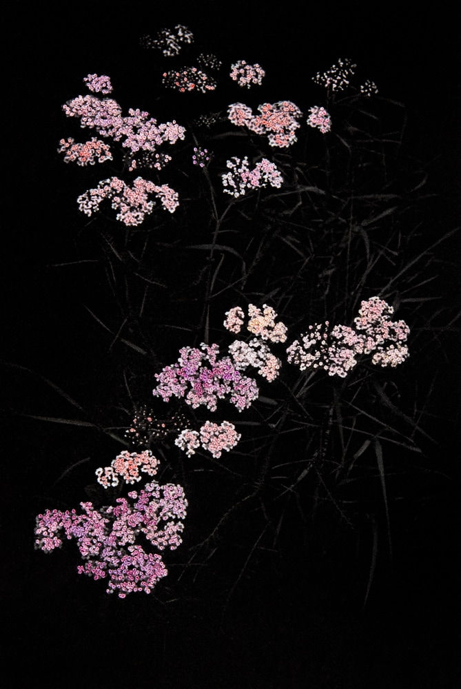 Aimée Hoving, Pink cloud Achillea, 2023