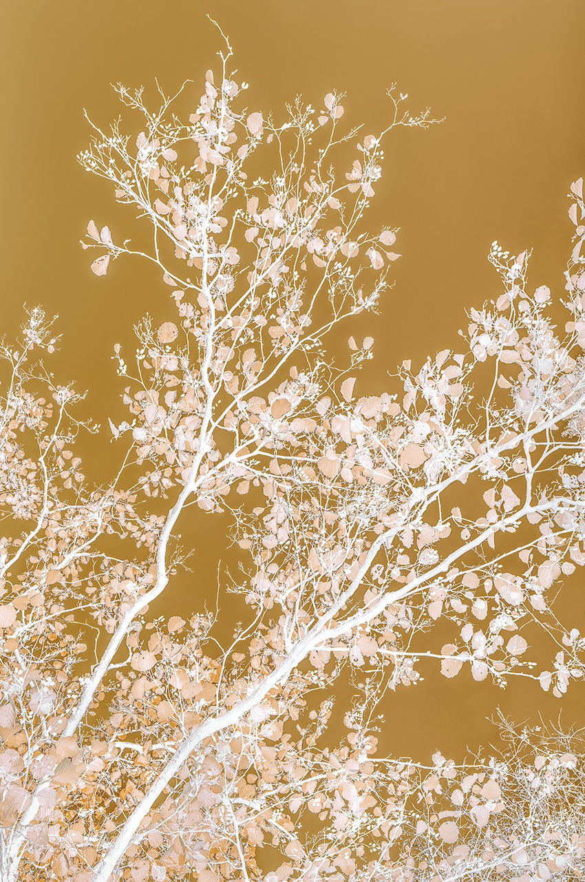 Danielle Kwaaitaal, Silverlining - Champagne Gold, 2026