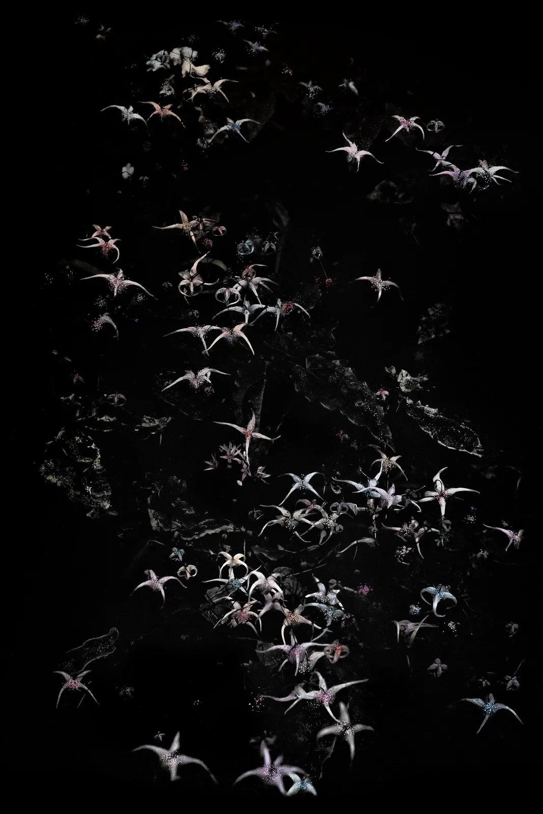 Aimée Hoving, Epimedium grandiflorum vivid, 2025