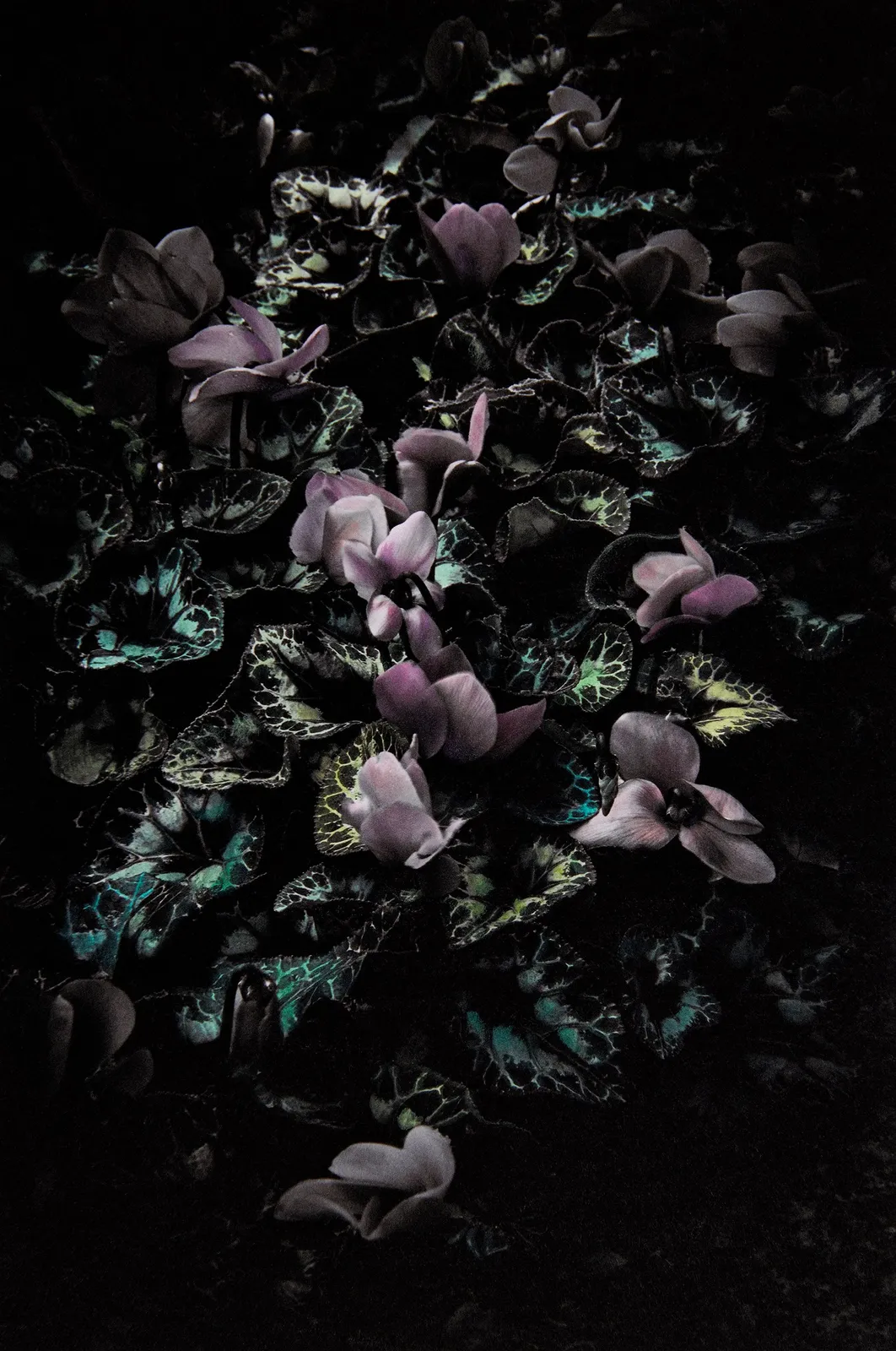 Aimée Hoving, Cyclamens, 2023