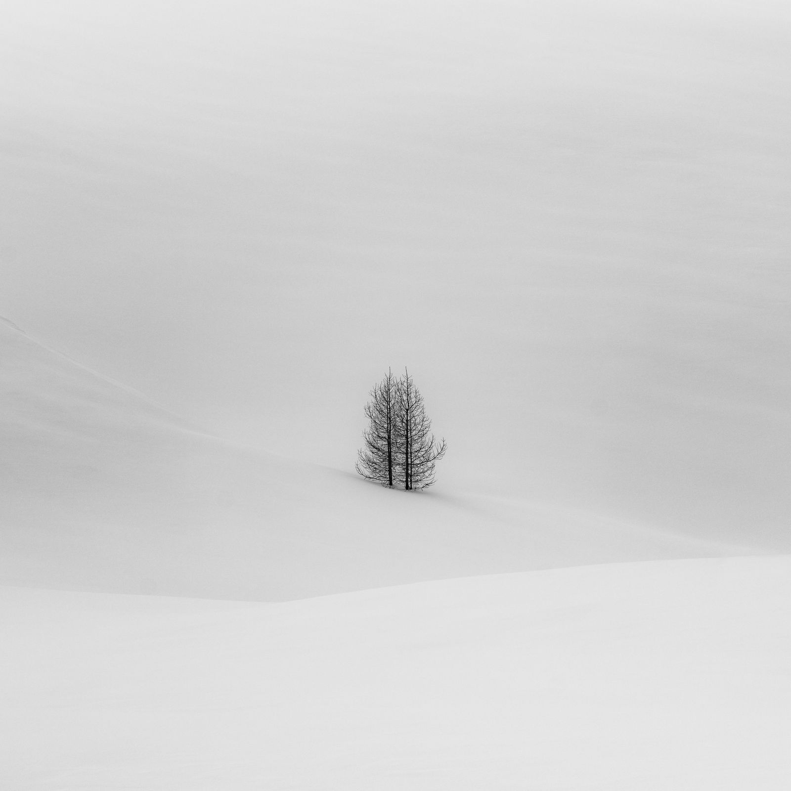 Jeffrey Conley, Tree Couple, Engadine, Switzerland, 2024