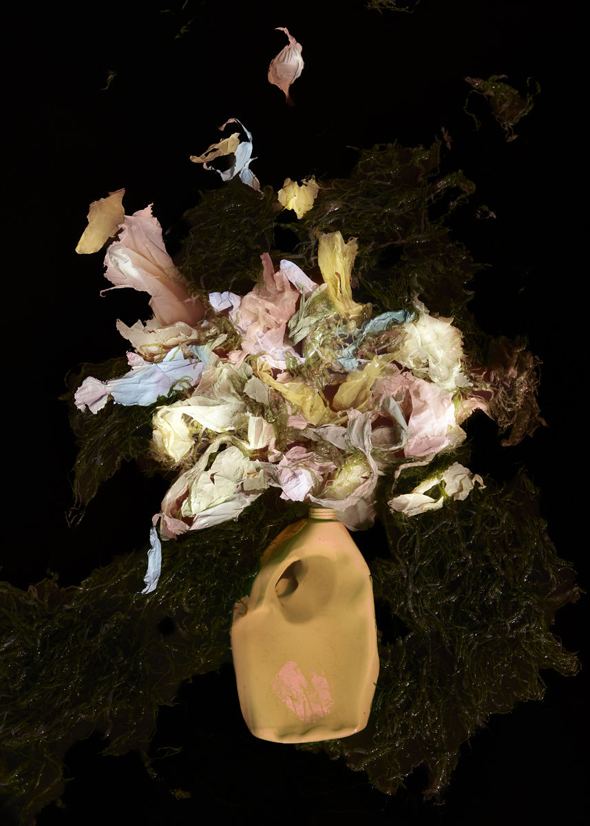 Thirza Schaap, Waterblommetjie, 2026