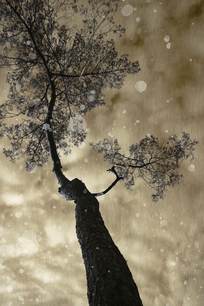 Ilona Langbroek, Pinus Sylvestris, 2018